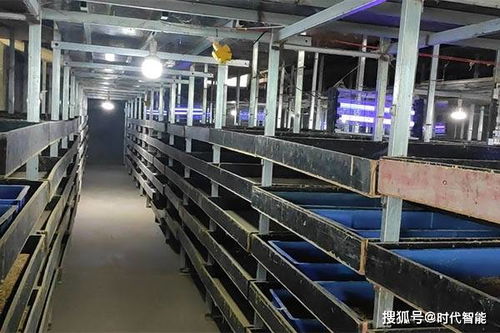 豐優(yōu)9號(hào)蛋白蟲養(yǎng)殖 可制作各種美容產(chǎn)品,也可做飼料